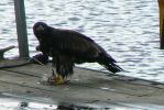 PICTURES/Grand Marais & a Lutsen Wedding/t_Eagle Eating Fish8.JPG